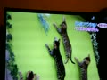 ベンガル猫～天才！志村動物園～