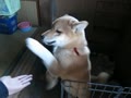 柴犬の仔犬（幼犬）に本気で吠えるお犬様