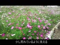 昭和記念公園　コスモス　令和元年10月20日.mp4