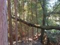 細いが強く傾斜したクヌギ　Ｎ本くんが追いヅル伐りで伐倒