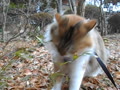 笹の葉を猫草として食べる三毛猫。２月３日