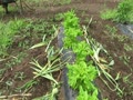 焼肉用サンチェ栽培にニンニク栽培の葉を使用