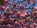 八重桜とウグイス